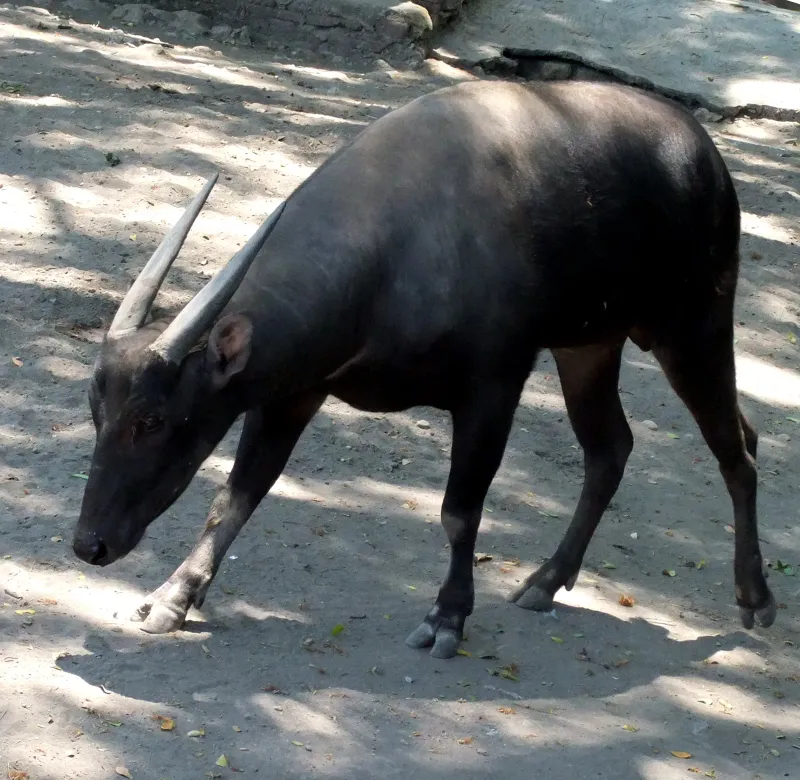 PT Pindad Anoa — view 1